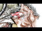 https://image.noelshack.com/fichiers/2017/10/1488956686-luffy-vs-erbaf.gif