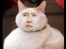 https://image.noelshack.com/fichiers/2017/11/1489700365-nicolas-cage-013.jpg