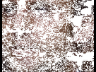 https://image.noelshack.com/fichiers/2017/13/1491053568-1489501785-macronstress.gif