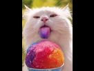 https://image.noelshack.com/minis/2017/17/1493307376-photo-chat-drole-186.png