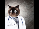 https://image.noelshack.com/fichiers/2017/17/1493307616-19037264-dr-le-de-docteur-de-chat-moelleux-dans-une-robe-et-des-lunettes-collage-banque-d-images.jpg