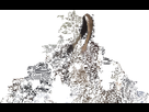 https://image.noelshack.com/fichiers/2017/20/1495060642-gif-mado.gif