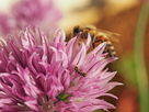 https://image.noelshack.com/fichiers/2017/20/1495226464-360672fourmisabeille33.jpg