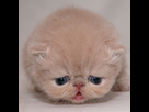 https://image.noelshack.com/fichiers/2017/22/1496081781-chat.jpg