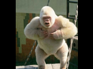 https://image.noelshack.com/fichiers/2017/22/1496143827-albinos.jpg