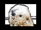 https://image.noelshack.com/minis/2017/24/5/1497608734-tothemoondog.png