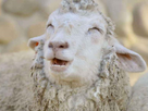 https://image.noelshack.com/fichiers/2017/26/4/1498752233-mouton.jpg