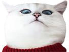 https://image.noelshack.com/minis/2017/26/6/1498860891-coby3.png