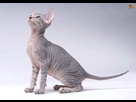 https://image.noelshack.com/fichiers/2017/27/6/1499471662-peterbald.jpg