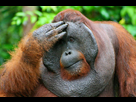 https://image.noelshack.com/fichiers/2017/29/3/1500481512-orangutan-flange-flanged-male-3.jpg