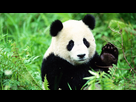 https://image.noelshack.com/fichiers/2017/29/6/1500716213-pandas-live-64dff22c2fe56e9.jpg
