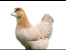 https://image.noelshack.com/fichiers/2017/29/6/1500740211-doge-poule.png