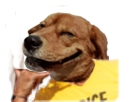 https://image.noelshack.com/fichiers/2017/30/2/1500985044-bricedog.png
