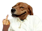 https://image.noelshack.com/fichiers/2017/30/2/1500989441-fuckdog.png