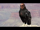 https://image.noelshack.com/minis/2017/30/6/1501283312-antero.png