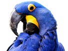 https://image.noelshack.com/fichiers/2017/32/5/1502414321-hyacinth-macaw1.jpg