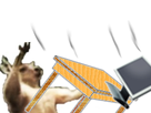 https://image.noelshack.com/fichiers/2017/33/5/1503070682-1481140142-kangoovener.png