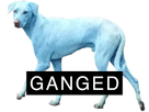 https://image.noelshack.com/fichiers/2017/33/6/1503178998-ganged-chien-bleu.jpg