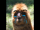 https://image.noelshack.com/fichiers/2017/34/2/1503434034-tristesticot.png