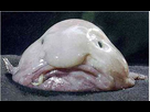 https://image.noelshack.com/fichiers/2017/34/3/1503442550-blobfish.jpg