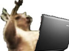 https://image.noelshack.com/fichiers/2017/34/4/1503567536-1481056142-kangoordi.png