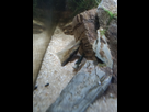 Mutation crevettes 1503768856-img-20170826-192512-1