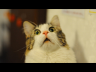 https://image.noelshack.com/fichiers/2017/35/6/1504374518-scaredy-cat-4.jpg