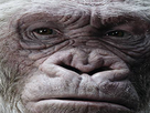 https://image.noelshack.com/minis/2017/36/1/1504537062-gorillealbinos3.png