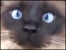 https://image.noelshack.com/fichiers/2017/36/3/1504702834-chat-zoom.png