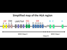 https://image.noelshack.com/minis/2017/36/4/1504812107-chromosome6.png