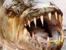 https://image.noelshack.com/fichiers/2017/36/7/1505047216-goliath-le-grand-poisson-tigre-toujours-au-rendez-vous-lors-des-banquets-sous-marins.jpg