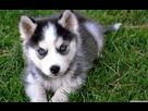 https://image.noelshack.com/fichiers/2017/36/7/1505067723-husky-2.jpg