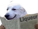 https://image.noelshack.com/fichiers/2017/37/6/1505526602-1502283089-risiliqueur-chien-pour-liqueur.png