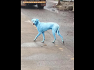 https://image.noelshack.com/fichiers/2017/38/6/1506166268-chien-bleu.jpg