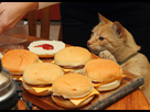 https://image.noelshack.com/fichiers/2017/39/2/1506427027-burgercat.jpg