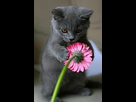 https://image.noelshack.com/minis/2017/39/2/1506427047-pussycat.png