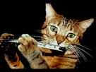 https://image.noelshack.com/minis/2017/39/2/1506427204-powertoolcat.png