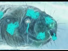 https://image.noelshack.com/minis/2017/39/6/1506798818-rataupe-ghost.png