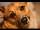 https://image.noelshack.com/fichiers/2017/40/1/1506948132-chien-qui-pleure-la-nuit.jpg
