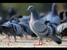 https://www.noelshack.com/2017-41-2-1507632922-rock-pigeon-columba-livia.jpg