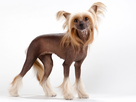 https://image.noelshack.com/fichiers/2017/41/5/1507918626-47-big-chien-nu-chinois-crete.jpg