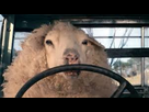 https://image.noelshack.com/fichiers/2017/42/3/1508345249-sheep.jpeg