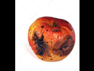 https://image.noelshack.com/fichiers/2017/42/4/1508369423-depositphotos-2395678-stock-photo-rotten-apple.jpg