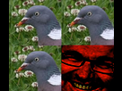 https://image.noelshack.com/minis/2017/42/6/1508537991-pigeon.png