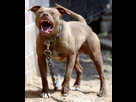 https://image.noelshack.com/fichiers/2017/42/7/1508629052-9210-pit-bull-growling.jpg