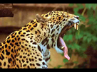 https://image.noelshack.com/fichiers/2017/42/7/1508629097-jaguar-yawn.jpg