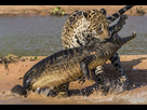 https://image.noelshack.com/fichiers/2017/42/7/1508629837-jaguar-hunting-crocodile-3.jpg