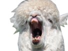 https://image.noelshack.com/minis/2017/44/4/1509647703-lama.png