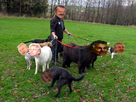 https://image.noelshack.com/minis/2017/44/5/1509715072-chiens.png