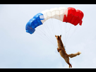 https://image.noelshack.com/minis/2017/45/3/1510165713-renard-parachute.png